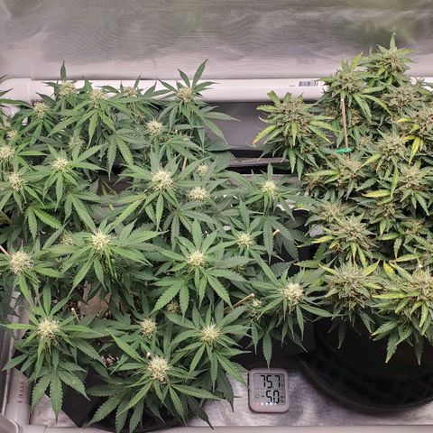 ZSkittles Auto - Seedsman growlog timeline photo