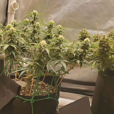 ZSkittles Auto - Seedsman growlog timeline photo
