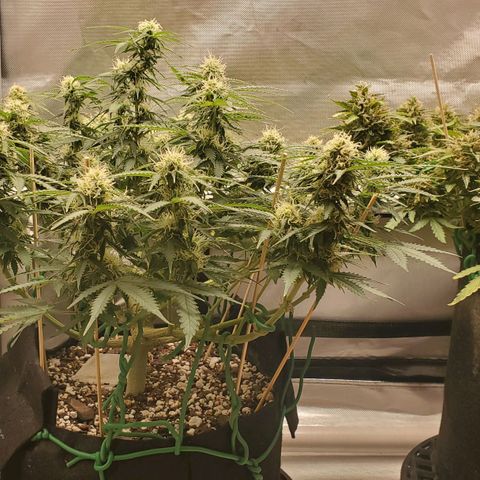 ZSkittles Auto - Seedsman growlog timeline photo