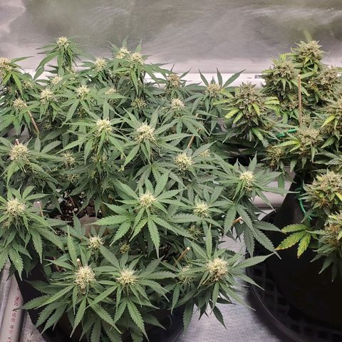 ZSkittles Auto - Seedsman growlog timeline photo