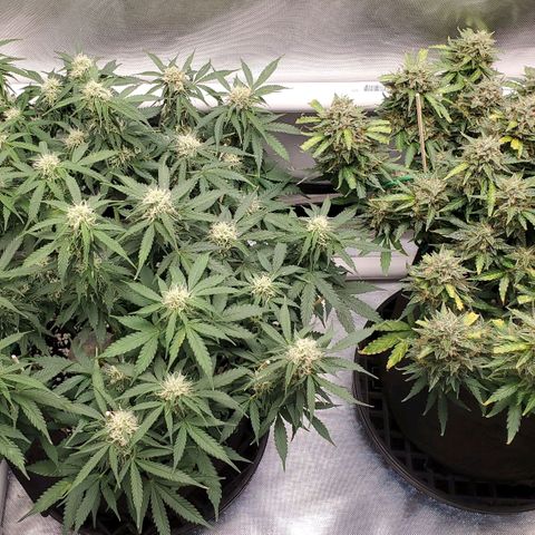 ZSkittles Auto - Seedsman growlog timeline photo