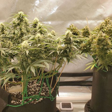 ZSkittles Auto - Seedsman growlog timeline photo