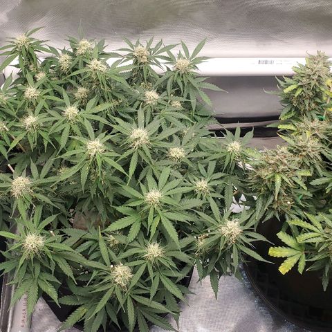 ZSkittles Auto - Seedsman growlog timeline photo