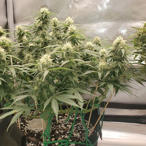 ZSkittles Auto - Seedsman growlog timeline photo