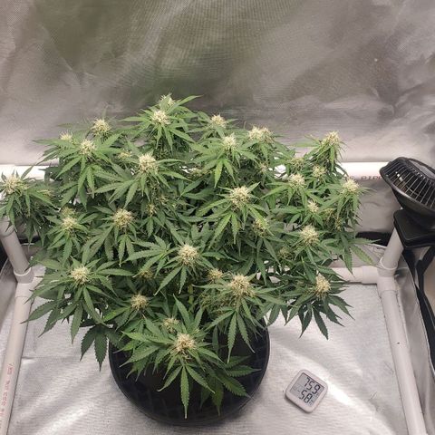 ZSkittles Auto - Seedsman growlog timeline photo