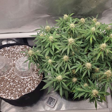 ZSkittles Auto - Seedsman growlog timeline photo