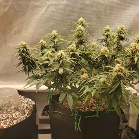 ZSkittles Auto - Seedsman growlog timeline photo