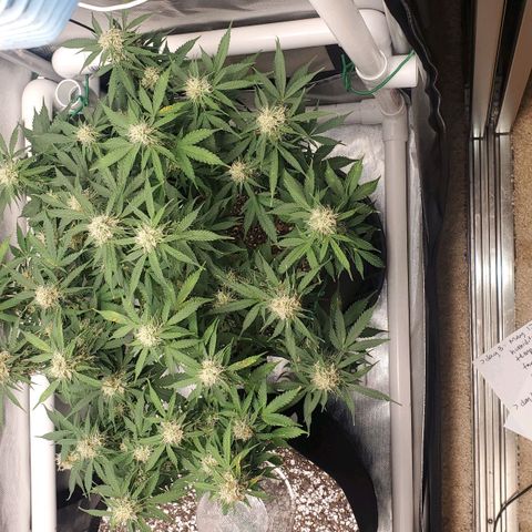 ZSkittles Auto - Seedsman growlog timeline photo
