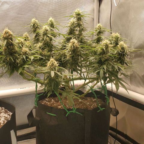 ZSkittles Auto - Seedsman growlog timeline photo