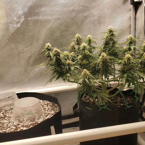 ZSkittles Auto - Seedsman growlog timeline photo
