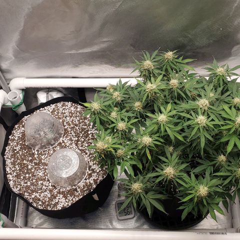 ZSkittles Auto - Seedsman growlog timeline photo