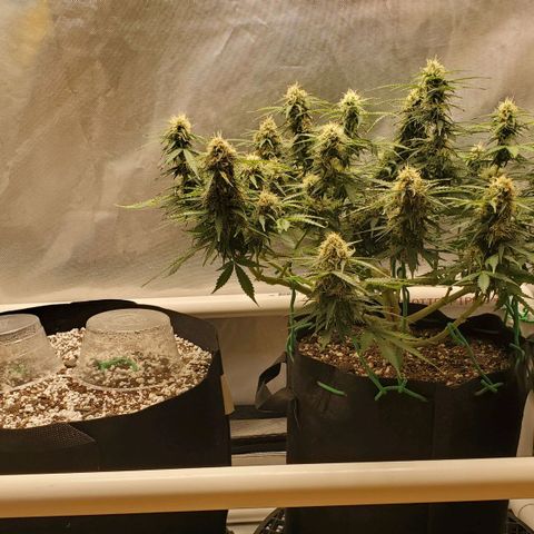 ZSkittles Auto - Seedsman growlog timeline photo