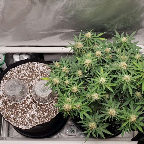 ZSkittles Auto - Seedsman growlog timeline photo
