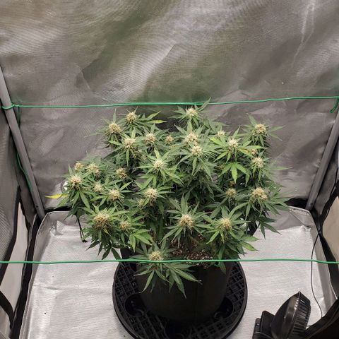ZSkittles Auto - Seedsman growlog timeline photo