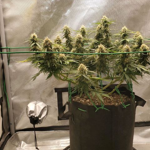 ZSkittles Auto - Seedsman growlog timeline photo