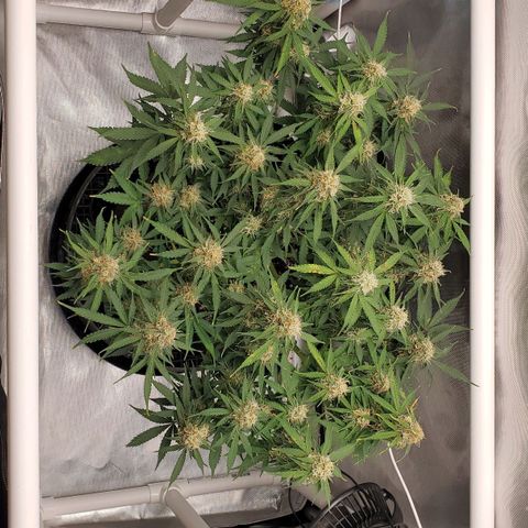 ZSkittles Auto - Seedsman growlog timeline photo