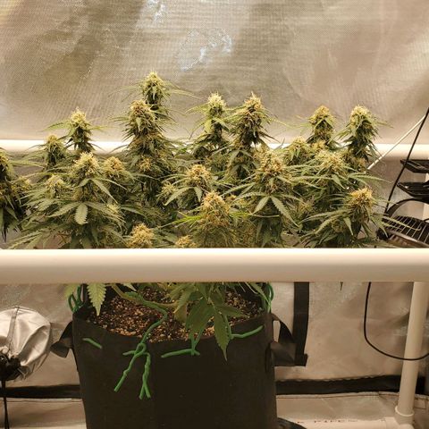 ZSkittles Auto - Seedsman growlog timeline photo