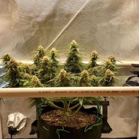 ZSkittles Auto - Seedsman growlog timeline photo