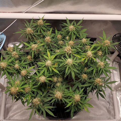 ZSkittles Auto - Seedsman growlog timeline photo