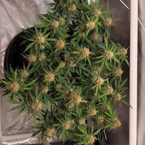 ZSkittles Auto - Seedsman growlog timeline photo