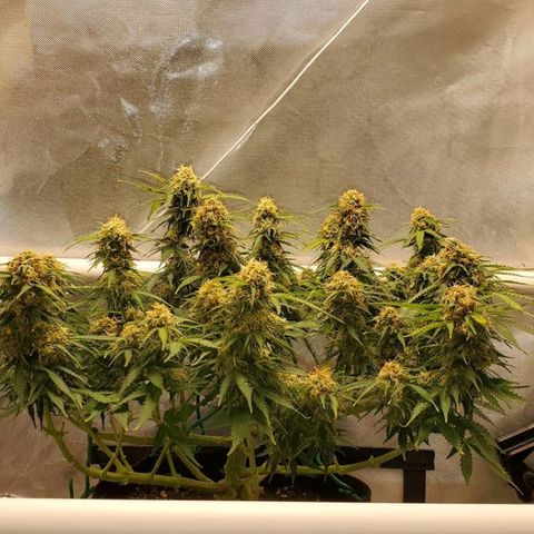 ZSkittles Auto - Seedsman growlog timeline photo