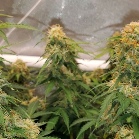 ZSkittles Auto - Seedsman growlog timeline photo