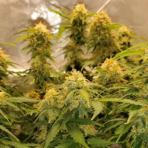 ZSkittles Auto - Seedsman growlog timeline photo