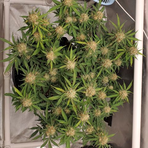 ZSkittles Auto - Seedsman growlog timeline photo