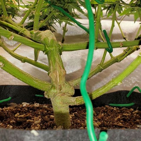 ZSkittles Auto - Seedsman growlog timeline photo