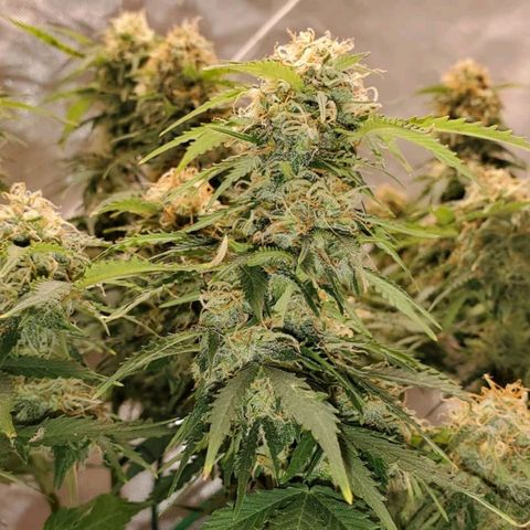 ZSkittles Auto - Seedsman growlog timeline photo