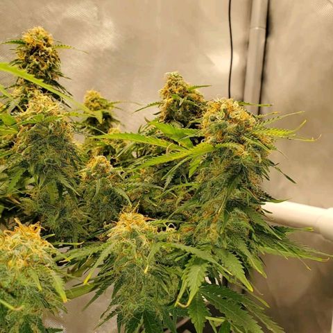 ZSkittles Auto - Seedsman growlog timeline photo
