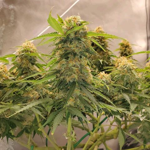 ZSkittles Auto - Seedsman growlog timeline photo