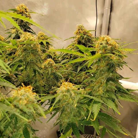 ZSkittles Auto - Seedsman growlog timeline photo