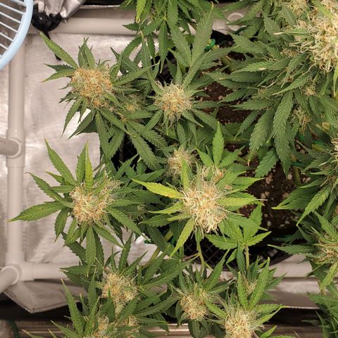 ZSkittles Auto - Seedsman growlog timeline photo