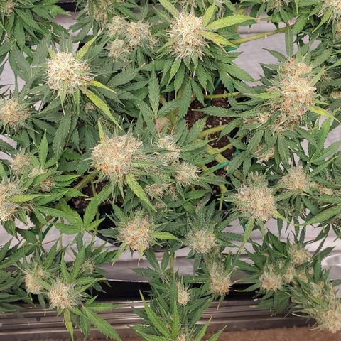 ZSkittles Auto - Seedsman growlog timeline photo