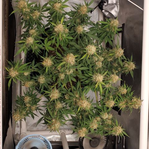 ZSkittles Auto - Seedsman growlog timeline photo