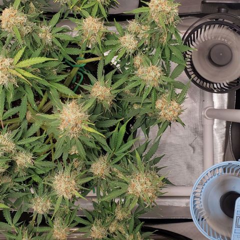 ZSkittles Auto - Seedsman growlog timeline photo