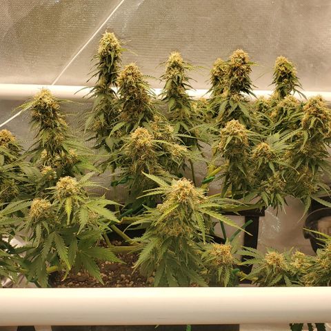 ZSkittles Auto - Seedsman growlog timeline photo