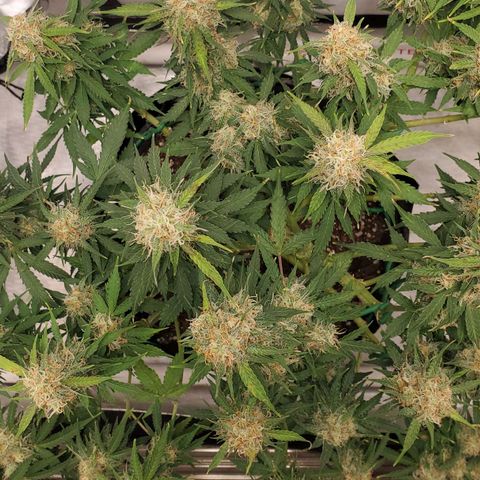ZSkittles Auto - Seedsman growlog timeline photo
