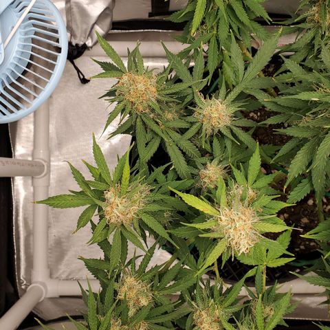 ZSkittles Auto - Seedsman growlog timeline photo