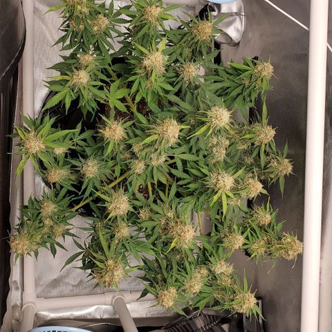 ZSkittles Auto - Seedsman growlog timeline photo
