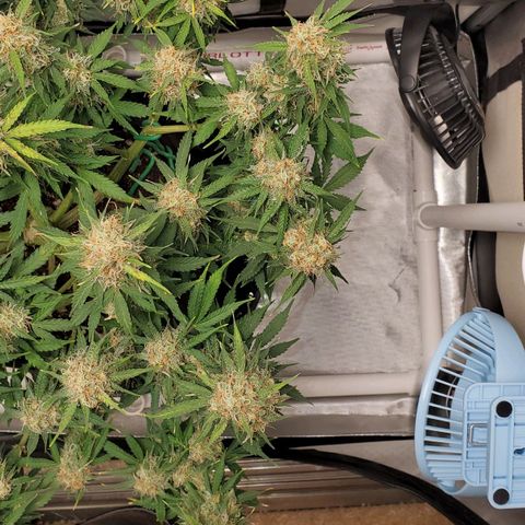 ZSkittles Auto - Seedsman growlog timeline photo