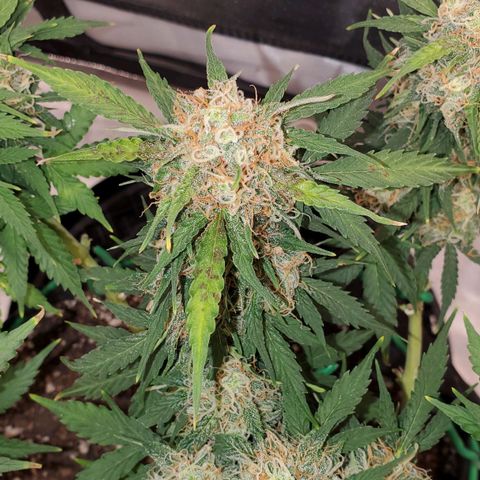 ZSkittles Auto - Seedsman growlog timeline photo