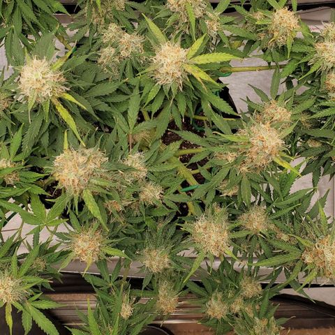 ZSkittles Auto - Seedsman growlog timeline photo