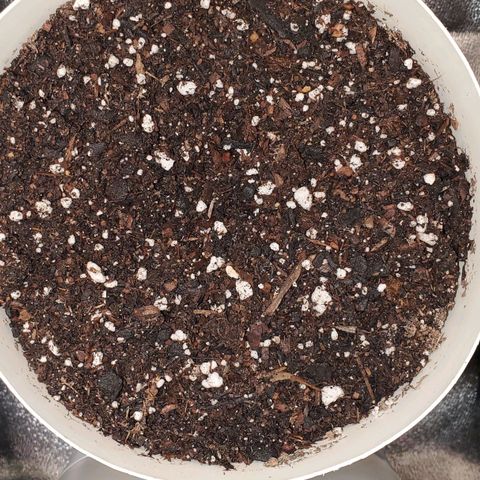 Gelat OG Auto - PP - Seedsman growlog timeline photo