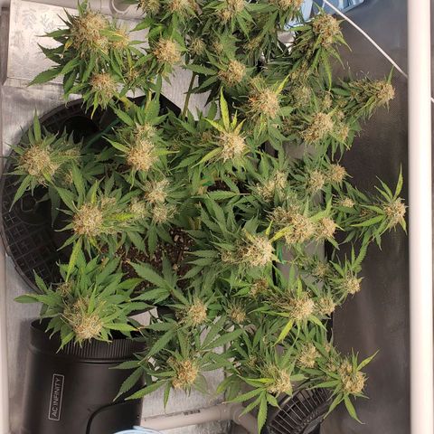 ZSkittles Auto - Seedsman growlog timeline photo