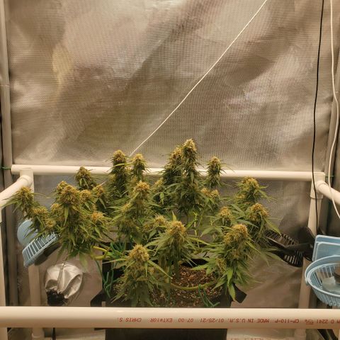 ZSkittles Auto - Seedsman growlog timeline photo