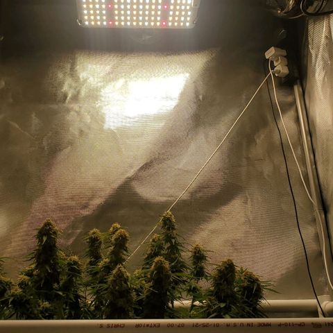 ZSkittles Auto - Seedsman growlog timeline photo