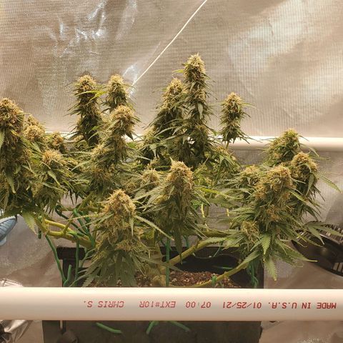 ZSkittles Auto - Seedsman growlog timeline photo