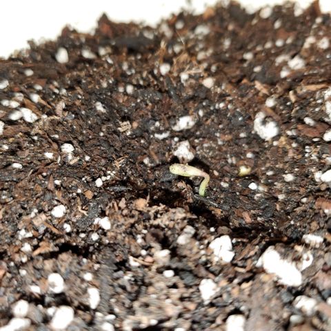 Gelat OG Auto - PP - Seedsman growlog timeline photo
